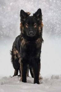 Wanted Sable Long Coat German Shepherd Puppy Dogs Puppies