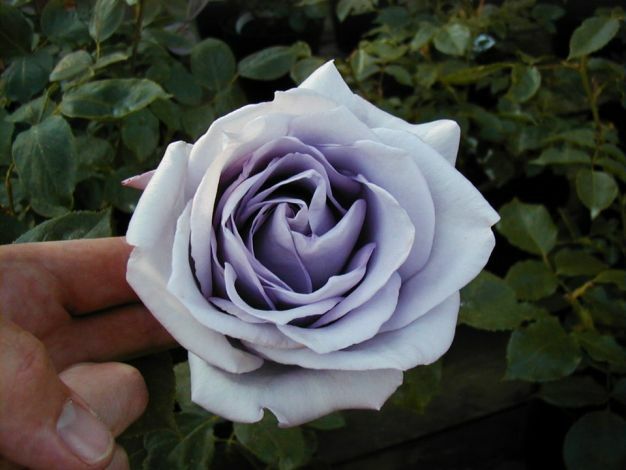 Blue Moon Tea Rose Bush -  PREORDER!