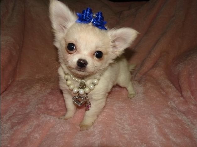 Micro Tiny Kc Registered White Long Haired Chihuahua Boy Puppy