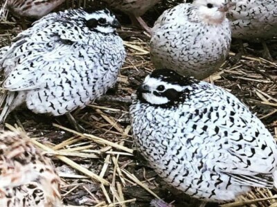 Poultry - Snowflake Quail Eggs