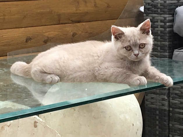 Lilac British Shorthair Female In Broadheath Manchester Gumtree