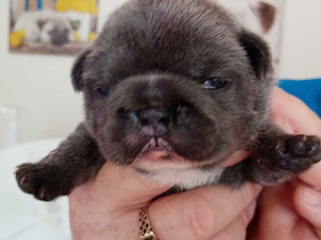 French bulldog puppy | in Waterloo, Merseyside | Gumtree