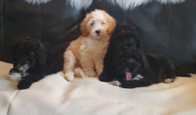 Adorable cockapoo puppys