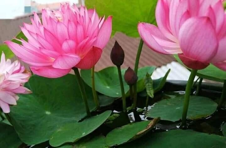 30Pcs Lotus Flower Seeds Water Bonsai Flower Plant Mixed Nymphaea