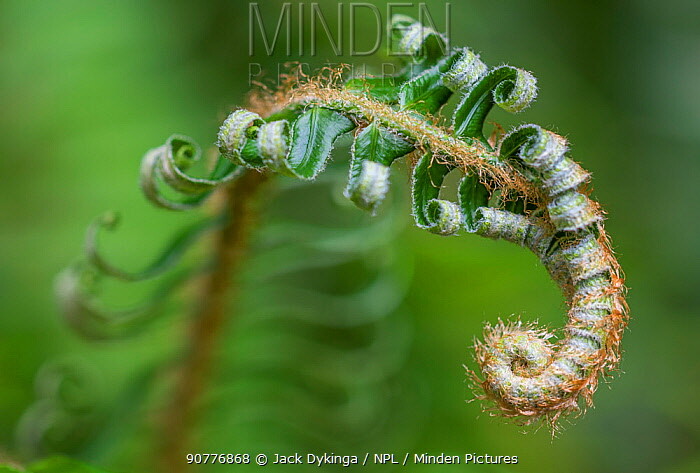 SWORD FERN 4' TALL      2 LIVE PLANTS    Perennial    Edible