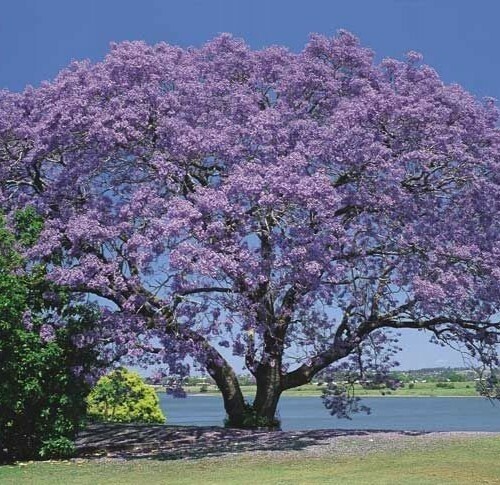1000 Graine De Paulownia Tomentosa - Kiribaum - Princess Tree - Empress Tree