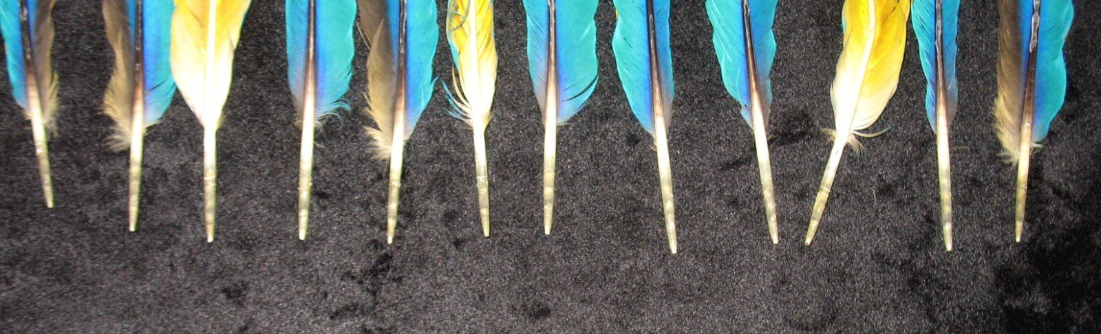 12 BEAUTIFUL BLUE & YELLOW (GOLD) MACAW TAIL FEATHERS 18