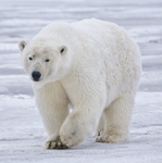 polarbear2