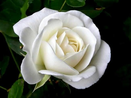 10 pcs white Rose Flower seeds Rare Amazingly Beautiful