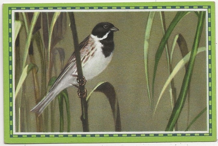 40/110 Sammelbild Rohrammer Vogel