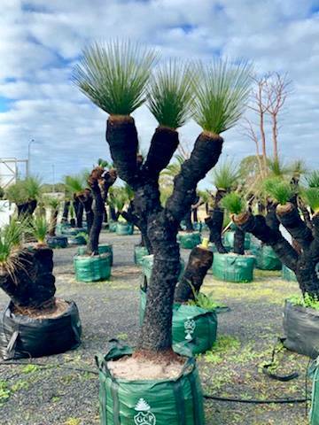 GRASS TREES FOR SALE AUSTRALIA | Plants | Gumtree Australia Fraser