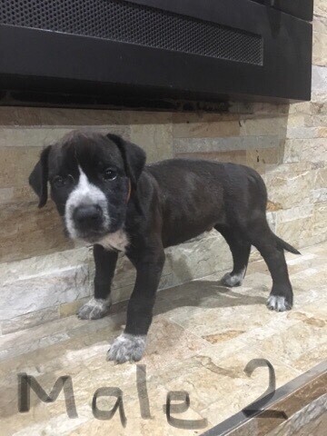Bull Arab X German Short Hair Pointer X Wolfhound 200 Dogs