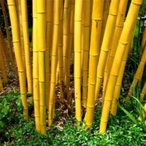 Китайский бамбук желтый. Бамбук желтый. Пожелтевший бамбук. Саженцы бамбук желтый. Бамбук незуко.