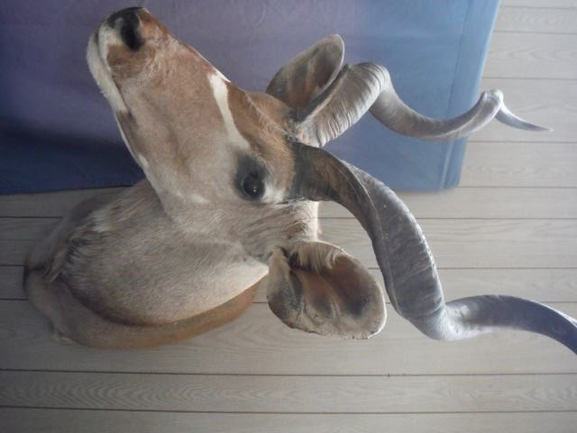 Awesome African Lesser Kudu Taxidermy Shoulder Mount Great Hide & Horns Amazing