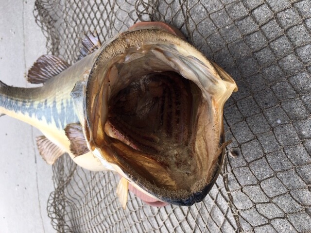 21 INCH LARGE MOUTH BASS   (REAL SKIN)   TAXIDERMY FISH MOUNT