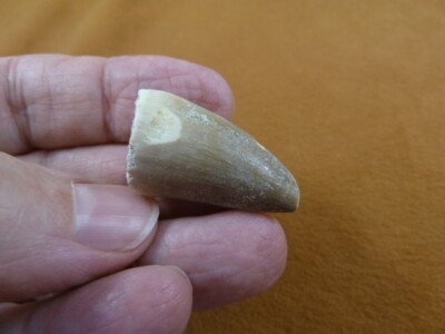 (DF233-125) 1-1/4'' Fossil MOSASAURUS Dinosaur tooth Mosasaur dino dig fossil