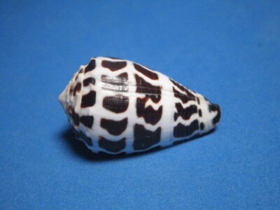Conus ebraeus (LINNAEUS,1758) ''HEBREW CONE; HAWAIIAN ISLANDS'' (37.4mm)