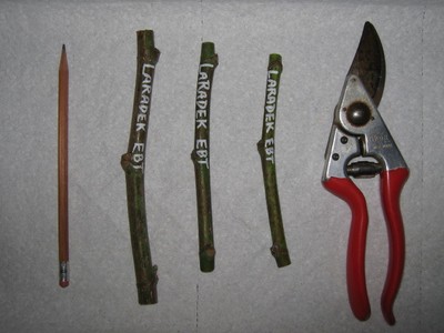 Laradek's Eastern Brown Turkey - Fig Tree Cuttings