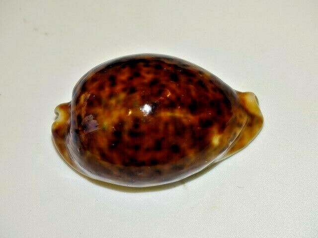 Pantherina Rouge 63mm