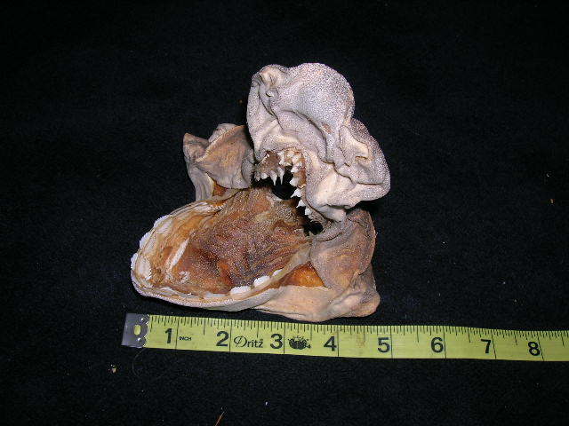 RARE Real dried SIXGILL SHARK HEAD TAXIDERMY/jaw/jaws/skull/teeth/sharks/fish