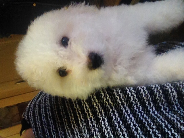 Big beautiful bichon puppy in Lanark, South Lanarkshire Gumtree