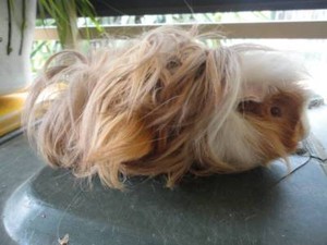 Male Longhair Guinea Pig For Sale Other Pets Gumtree