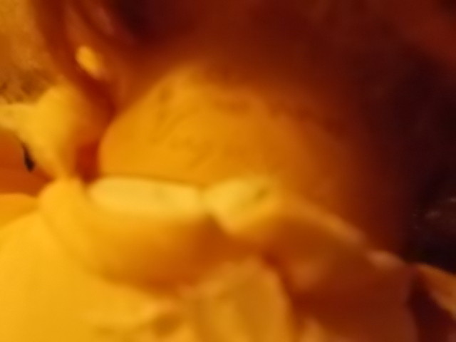 Virginia Turner Red Hair Blue Eyes Vinyl & Cloth Doll LTD 253/1000