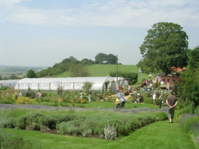 Photo 6x4 General View of Lavender Farm Terrington  c2009
