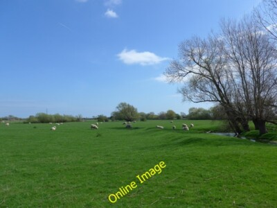 Photo 6x4 Sheep grazing in a field at Old Romney  c2014