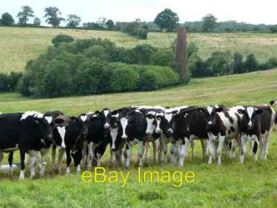 Photo 6x4 Cows in the meadow near the old mine Great Elm Young cows gang  c2007
