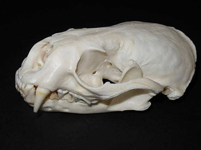 Genuine - Alaskan - RIVER OTTER SKULL - Trap  Bones  Mount  Skeleton Antler Hunt