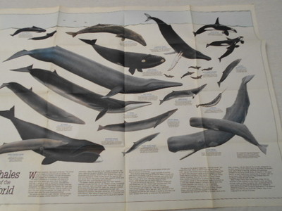 1976  MAP OF WHALES OF THE WORLD  NATIONAL GEOGRAPHIC (45)