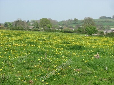 Photo 6x4 Field, Donyatt Crock Street Dandelions in a grass field off Sti c2011