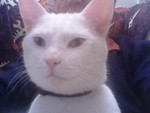 fredcat2003
