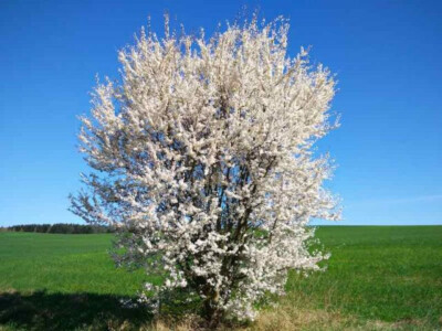 WILD PLUM TREE LIVE PLANT 24+ INCHES 'Prunus americana'