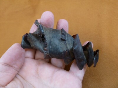 (s800-25) Horn Shark egg case casing Heterodontus educational love sharks Mexico