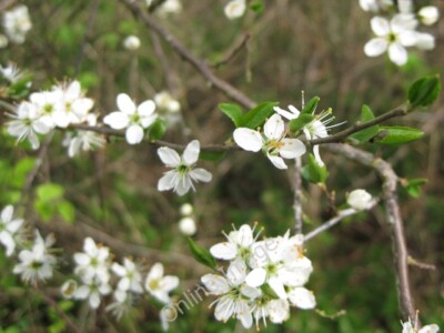 Photo 6x4 Cherry plum (Prunus cerasifera) Edgehill/SP3747 By King John&# c2010