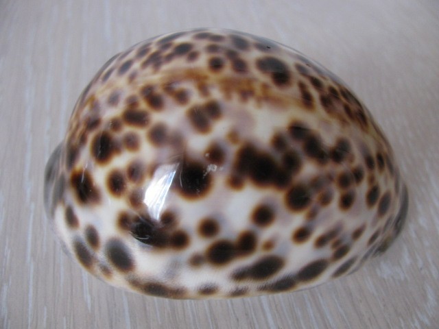 Cypraea Cowrie Tigris Brown Spotted Seashell   SEA SHELL  #0068