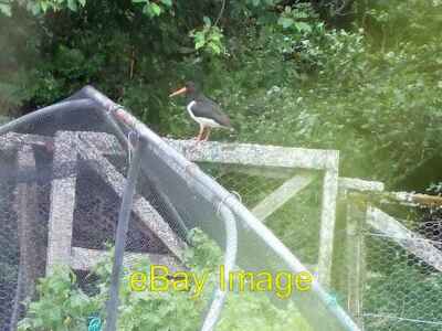 Photo 6x4 Parent Oystercatcher stands guard Ballater Over two chicks at l c2008