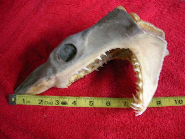 Real dried MAKO SHARK HEAD TAXIDERMY/jaw/jaws/mount/teeth/sharks/skeleton/fish
