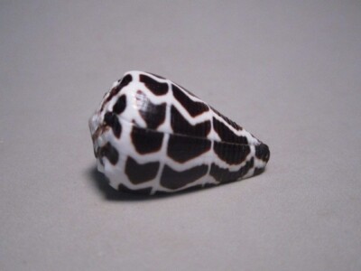Conus ebraeus (LINNAEUS,1758) ''HEBREW CONE; HAWAIIAN ISLANDS'' (33.2mm)