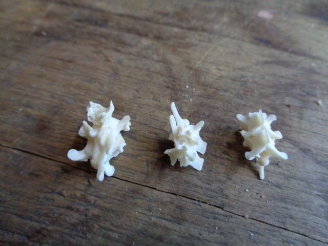 No. 6 Bone Deformity Real Snake Vertebrae Bones Lot
