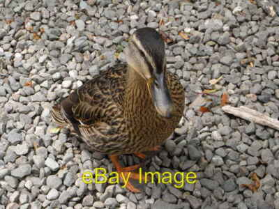 Photo 6x4 Hungry duck Balmaha Hungry duck at Balmaha during a stop for lu c2008