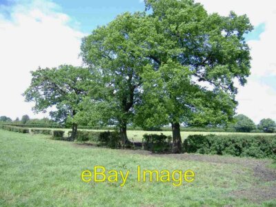 Photo 6x4 Oak trees, Stoke Common Purton Common  c2007