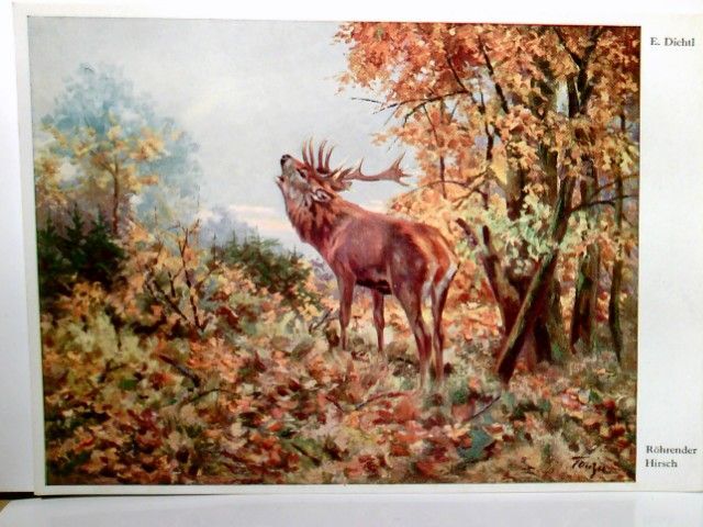 RÃ¶Hrender Hirsch. KÃ¼Nstler Ak Farbig Von E. Dichtl. Malerei, Kunst