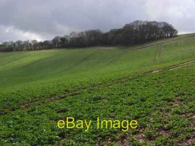 Photo 6x4 Lodge Down Baydon A crop of oil-seed rape. Deer and rooks may a c2008