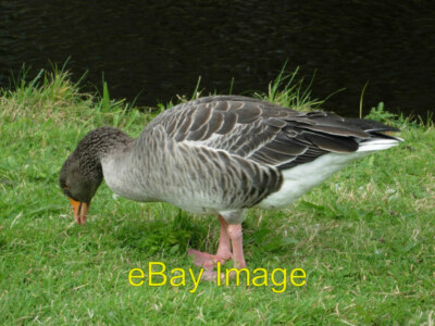 Photo 6x4 Greylag goose Regent's Park 3 c2008