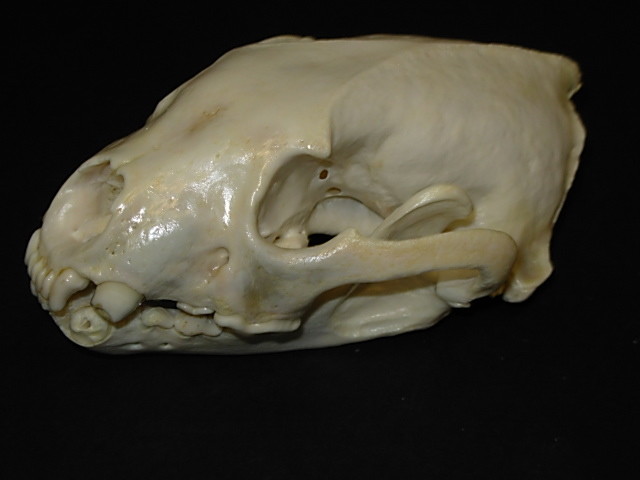 Genuine  - Alaska  - WOLVERINE SKULL - 
