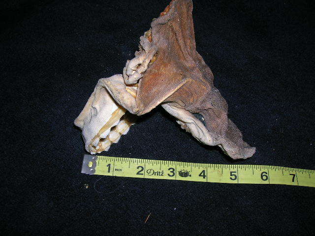 RARE Real dried SIXGILL SHARK HEAD TAXIDERMY/jaw/jaws/skull/teeth/sharks/fish