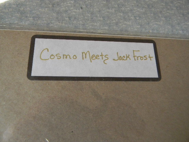 COSMO MEETS JACK FROST Fine Art Photograph Flower signed by Maine artist - 8x10